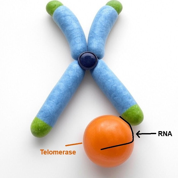 What is Telomerase?